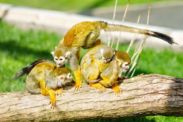 Leikkisä Apinoiden Perhe Eläintarhassa Eläimet Leikkivät Yhdessä Vauva Apina Roikkuu — kuvapankkivalokuva