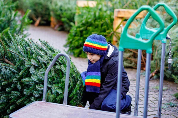 Adorable Little Smiling Kid Boy Holding Christmas Tree Market Happy — Stock Photo, Image