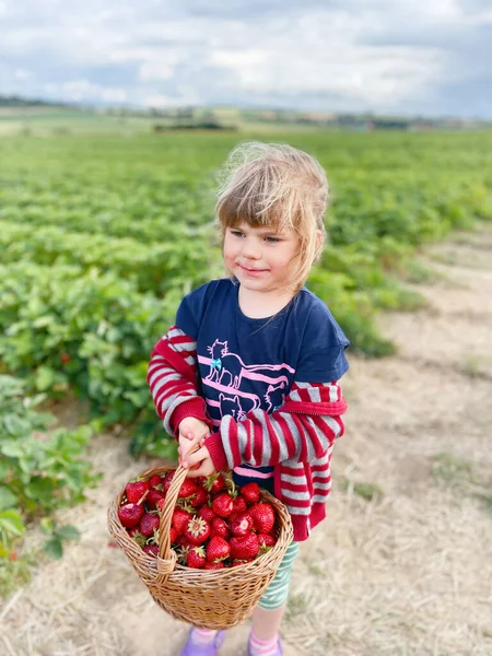 幸せな小さな幼児の女の子は 暖かい晴れた日に 夏に有機ベリーファームでイチゴを選んで食べています 子供は助けを楽しんでいる イチゴ農園の畑の子供 熟した赤い果実 — ストック写真