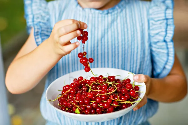 Red Currants Bowl Held Hands Closeup Only Hands Child Holding — Stock Photo, Image