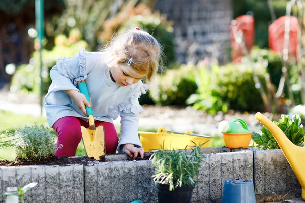 可爱的小女孩拿着花园铲子 手里拿着绿苗 可爱的孩子在自家花园学习园艺 种植和种植蔬菜香草 有机食品 — 图库照片