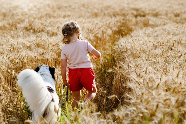 Sevimli Küçük Anaokulu Kızı Doğada Bir Aile Köpeğiyle Yürüyüşe Çıkıyor — Stok fotoğraf