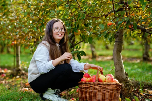 带着眼镜的女学生 在有机果园里放着一篮子红苹果 十几岁以下的孩子快乐地从树上采摘健康的水果 玩得很开心 小助手和农民 收获时间 — 图库照片