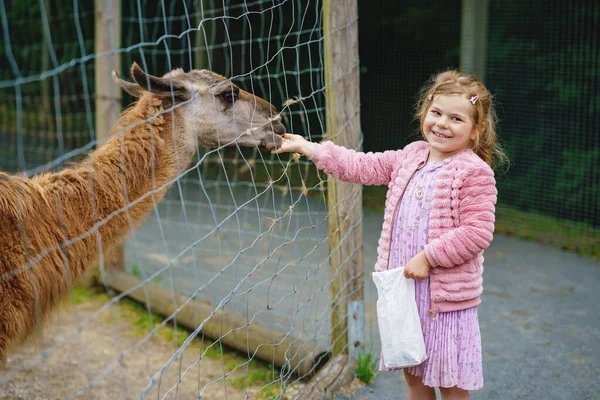 Loira Pré Escolar Menina Europeia Alimentando Alpacas Peludos Macios Lama — Fotografia de Stock