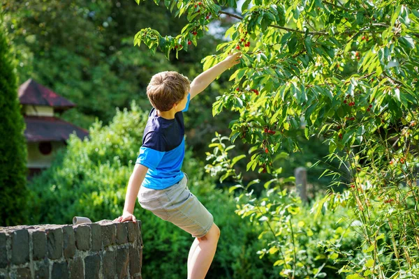 Happy Positive Preteen Boy Picking Cherry Berries Tree Domestic Garden — Zdjęcie stockowe