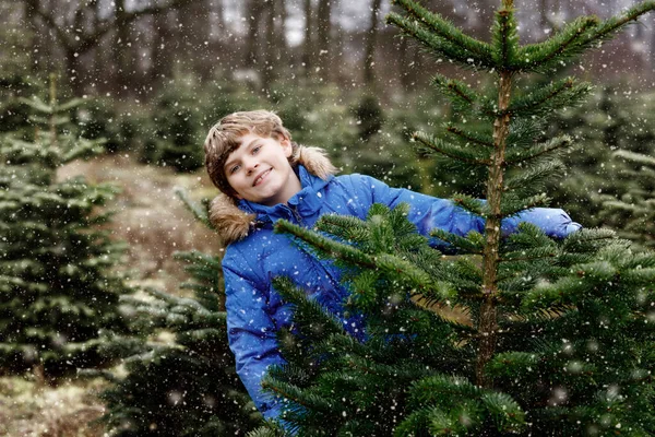 可爱的学童与圣诞树在杉树砍伐种植园 快乐的孩子穿上冬季时尚服饰 在森林里选择 砍伐和砍伐自己的圣诞树 是德国的家族传统 — 图库照片