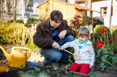 Küçük çocuk ve baba tohumları ekiyor ve sebze bahçesinde çilek ve domates fideleri, açık havada. Mutlu anaokulu çocuğu, tatlı oğlu ve babası bahar aktiviteleri yapıyor. Aşık bir aile.