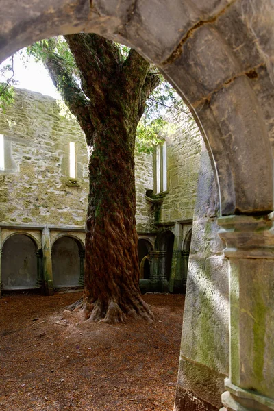 Muckross Abbey Cemetery Killarney National Park Ireland Ring Kerry — Fotografia de Stock