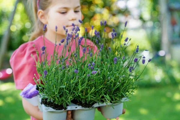 Gelukkig Klein Meisje Met Een Lavendel Zaailingen Klaar Worden Geplant — Stockfoto