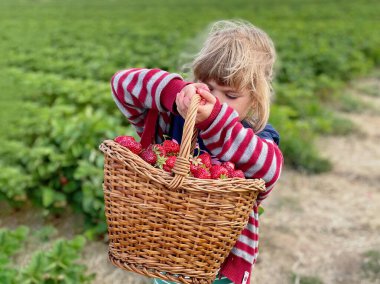 Küçük mutlu kız yazın, güneşli bir günde organik böğürtlen çiftliğinde çilek toplayıp yiyor. Çocuk yardım ederken eğleniyor. Çilek tarlasında çocuk, olgun kırmızı böğürtlen