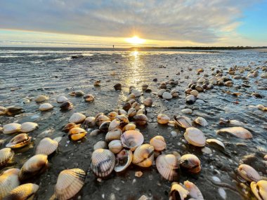 Sea shells on sand. sea waves on the golden sand at beach. Sunset on tropical island, ocean beach