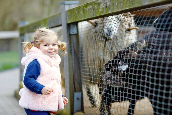 Adorável Menina Criança Bonito Alimentando Cabras Ovelhas Uma Fazenda Crianças — Fotografia de Stock