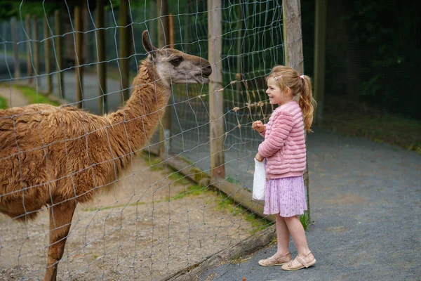 Blond Preschool European Girl Feeding Fluffy Furry Alpacas Lama Happy — Stock Photo, Image