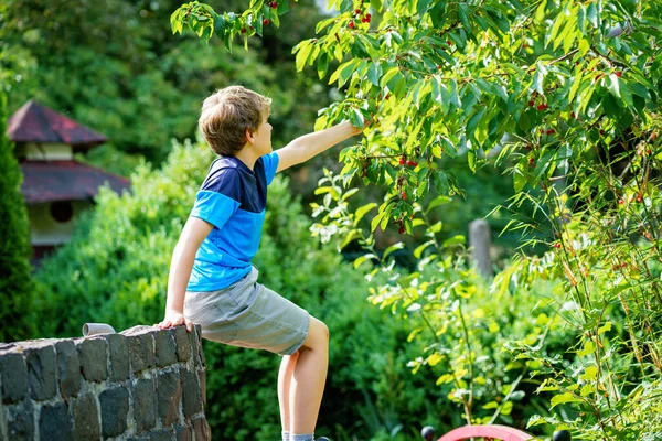 Happy Positive Preteen Boy Picking Cherry Berries Tree Domestic Garden — ストック写真