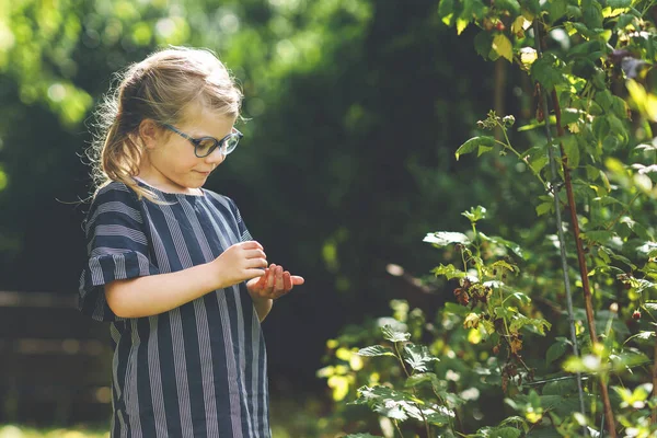 Happy Little Preschool Girl Glasses Picking Eating Healthy Raspberries Domestic — стоковое фото