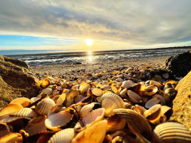 Sea shells on sand. sea waves on the golden sand at beach. Sunset on tropical island, ocean beach