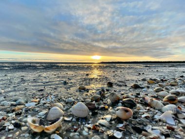 Sea shells on sand. sea waves on the golden sand at beach. Sunset on tropical island, ocean beach