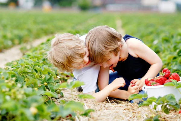 夏にイチゴ農場で楽しい2人の弟の就学前の男の子 子供たち 幸せなかわいい双子は健康的な有機食品 新鮮なイチゴを軽食として食べています 収穫を助ける子供たち — ストック写真