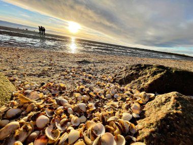 Sea shells on sand. sea waves on the golden sand at beach. Sunset on tropical island, ocean beach