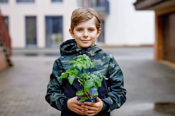 Sevimli Okul Çocuk Sarışın Çocuk Sebze Bahçesinde Tohum Domates Fideleri — Stok fotoğraf