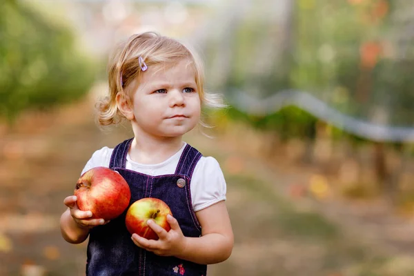 Portrait Petite Fille Tout Petit Aux Pommes Rouges Dans Verger — Photo