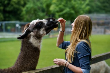 Genç Avrupalı kadın tüylü alpakaları besliyor. Mutlu, heyecanlı yetişkin, vahşi yaşam parkında guanaco besliyor. Tatil ya da hafta sonu için aile eğlencesi ve etkinliği.