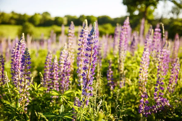 Solnedgång Ett Fält Täckt Med Blommande Lupiner Sommardagen — Stockfoto