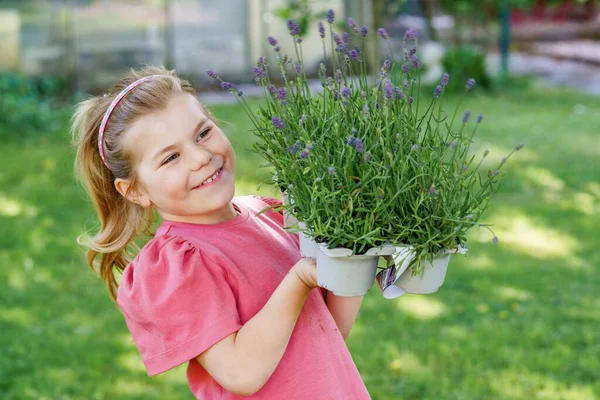 快乐的小女孩拿着一棵薰衣草幼苗 准备栽种在地里 幼儿园儿童园艺 助人环境 蜜蜂的花朵 — 图库照片
