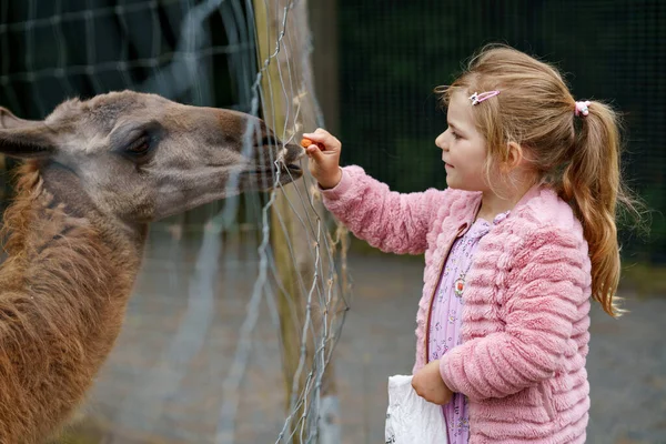 Rubia Preescolar Europea Niña Alimentando Peludo Peludo Alpacas Lama Feliz — Foto de Stock