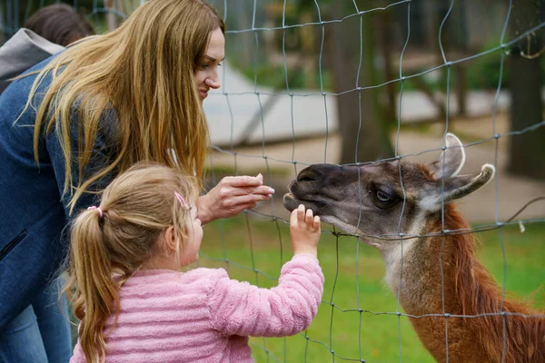 Pequena Menina Pré Escolar Mulher Alimentando Alpacas Peludos Macios Lama — Fotografia de Stock