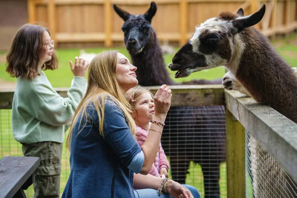 Duas Meninas Uma Mulher Alimentar Alpacas Peludas Crianças Animadas Felizes — Fotografia de Stock