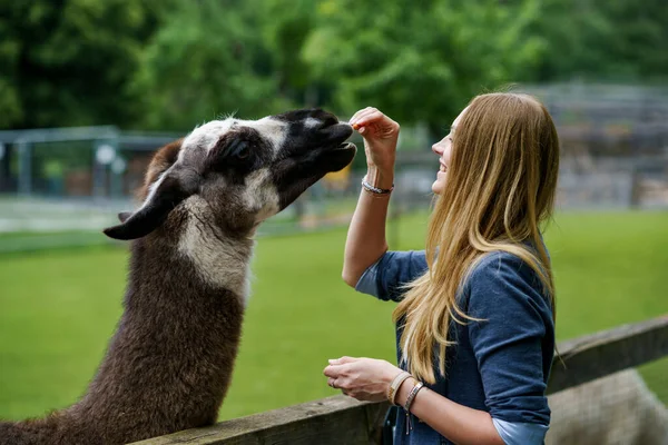 Jonge Europese Vrouw Voedt Pluizige Harige Alpacas Lama Gelukkig Opgewonden — Stockfoto