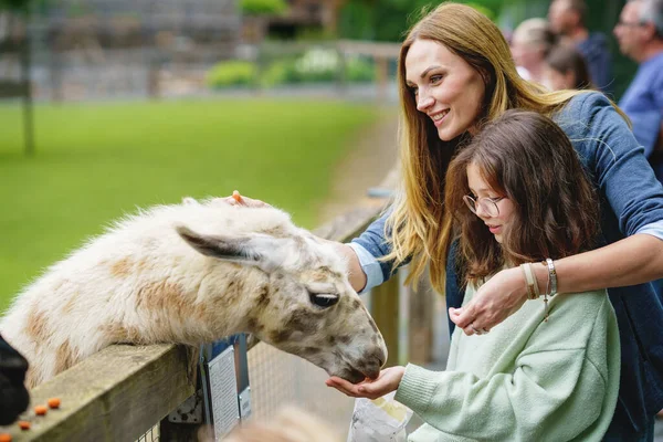 Escola Menina Europeia Mulher Alimentando Alpacas Peludos Macios Lama Criança — Fotografia de Stock