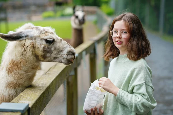 Escola Menina Europeia Alimentando Lama Alpacas Peludo Fofo Criança Feliz — Fotografia de Stock