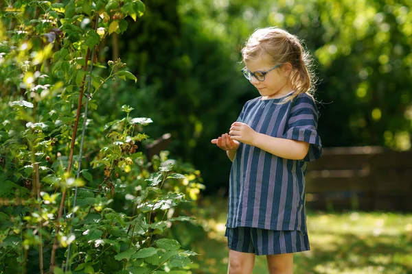 Happy Little Preschool Girl Glasses Picking Eating Healthy Raspberries Domestic — Stockfoto