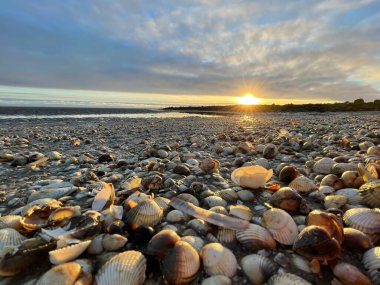 Sea shells on sand. sea waves on the golden sand at beach. Sunset on tropical island, ocean beach