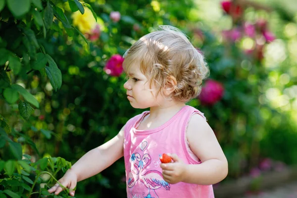 Portret Dziecko Dziewczynka Jedzenie Truskawka Ogrodzie Słodkie Dziecko Między Kwitnących — Zdjęcie stockowe