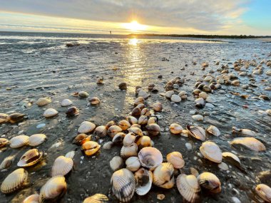 Sea shells on sand. sea waves on the golden sand at beach. Sunset on tropical island, ocean beach