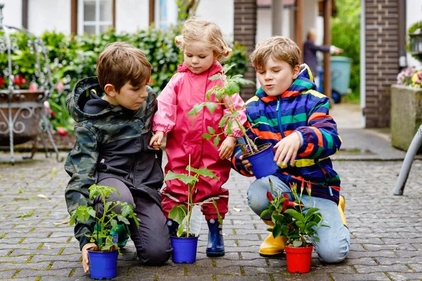 两个小学生男孩和一个蹒跚学步的小女孩 带着西红柿和黄瓜 三个孩子在寒冷的春天种花 兄弟和可爱的小妹在花园里玩得开心 — 图库照片