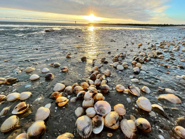 Sea Shells Sand Sea Waves Golden Sand Beach Sunset Tropical — Stock Photo, Image