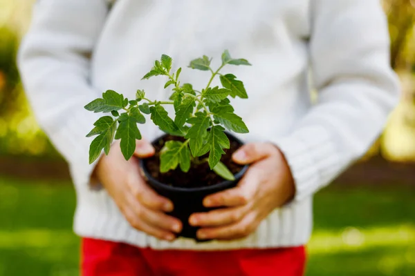 Adorable Little Toddler Boy Holding Green Tomato Plants Seedling Hands — Fotografia de Stock
