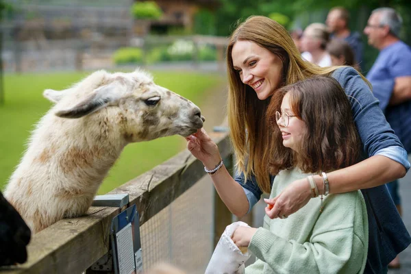 School Europese Meisje Vrouw Voeden Pluizige Harige Alpacas Lama Gelukkig — Stockfoto