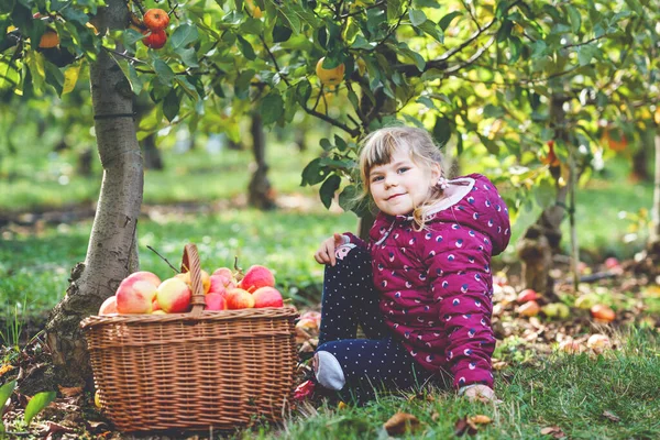 有機果樹園で赤いリンゴのバスケットとカラフルな服の小さな就学前の女の子 幸せな幼児の子供は木から健康的な果物を選んで楽しんでいます 小さなヘルパーと農家 収穫時期 — ストック写真