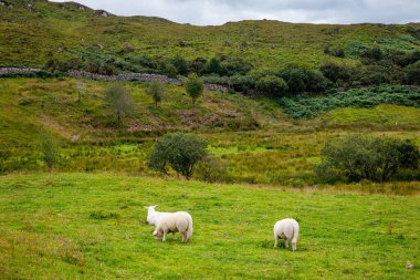 İrlanda manzarası. Büyülü İrlanda tepeleri. Bulutlu bir günde koyunların ve ineklerin olduğu yeşil ada. İrlanda 'daki Connemara Ulusal Parkı