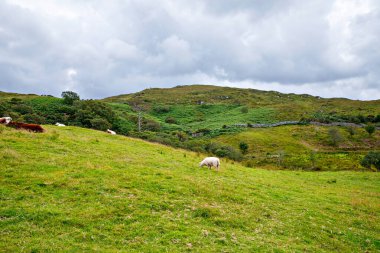 İrlanda manzarası. Büyülü İrlanda tepeleri. Bulutlu bir günde koyunların ve ineklerin olduğu yeşil ada. İrlanda 'daki Connemara Ulusal Parkı