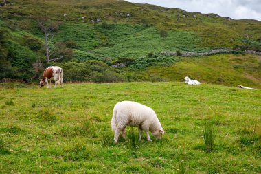İrlanda manzarası. Büyülü İrlanda tepeleri. Bulutlu bir günde koyunların ve ineklerin olduğu yeşil ada. İrlanda 'daki Connemara Ulusal Parkı