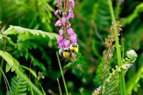 Bumblebee Alimentação Flor Florescendo Dia Verão — Fotografia de Stock