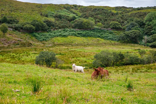 Ireland landscape. Magical Irish hills. Green island with sheep and cows on cloudy foggy day. Connemara national park in Ireland