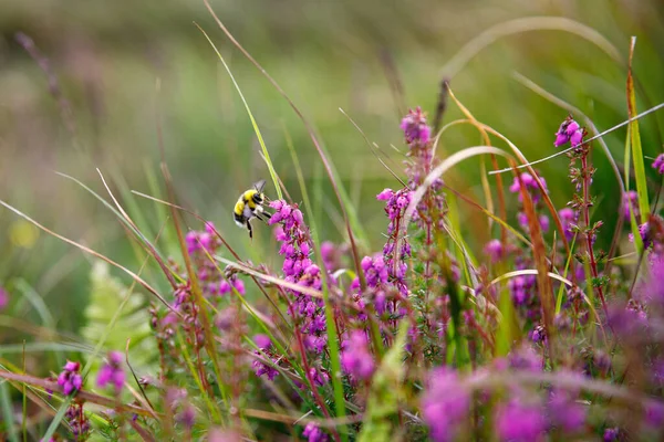 Bumblebee Krmení Kvetoucí Květ Letní Den — Stock fotografie