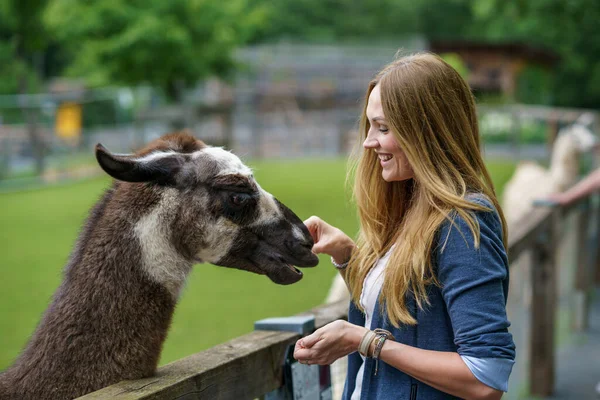 Jovem Mulher Europeia Alimentando Alpacas Peludas Macias Lama Feliz Adulto — Fotografia de Stock